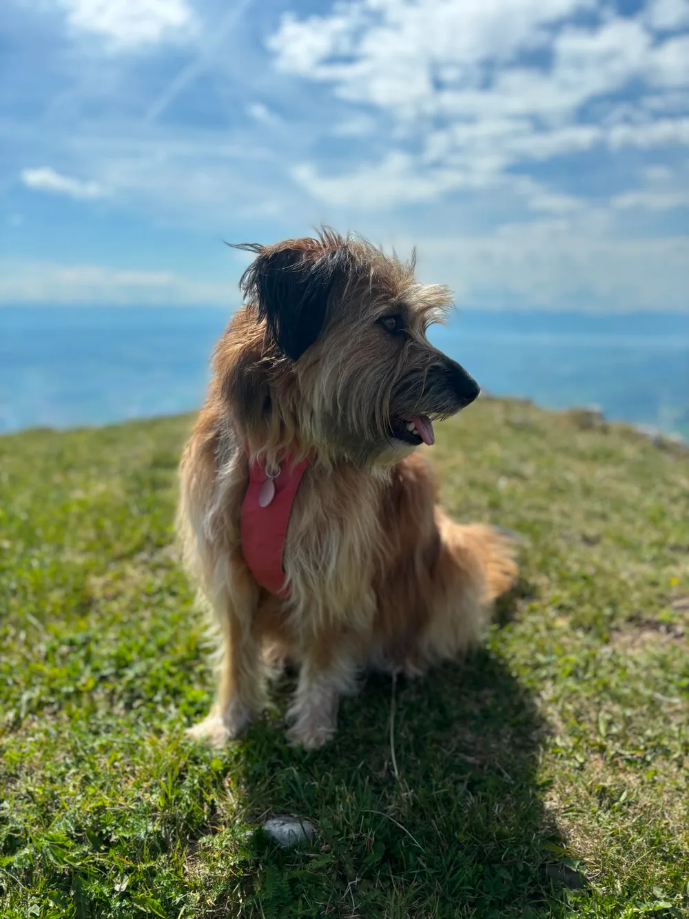 Lea, il cane di Giovanni Lepori, seduta su un prato con il lago Lemano sullo sfondo
